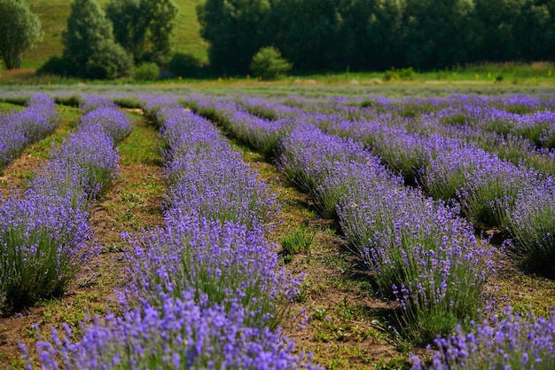 Lavendel in voller blüte im gartenbau aus nächster nähe erschossen