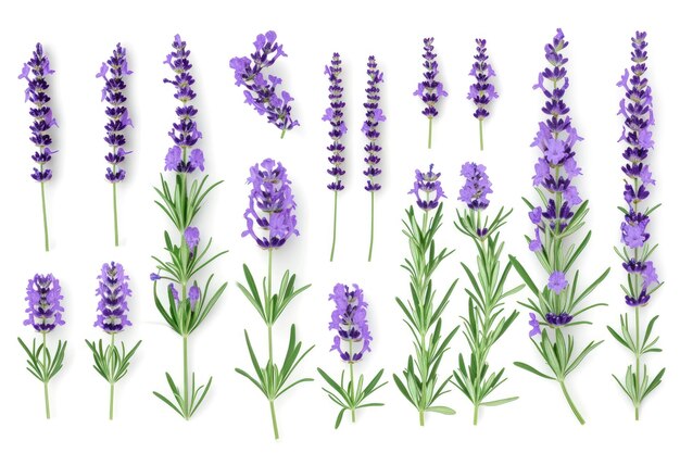 Foto lavendel-lavandula-blüten und bündel-sammlung, nahaufnahme, isoliert auf weißer draufsicht. lavendel