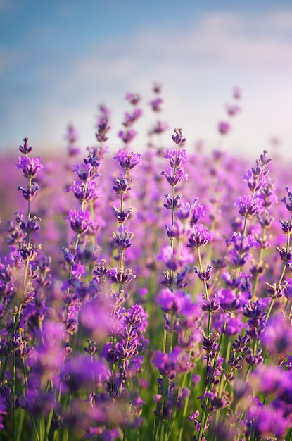 Lavendel Nahaufnahme. Zusammensetzung der Natur,