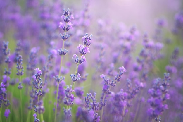 Lavendel-Nahaufnahme Zusammensetzung der Natur