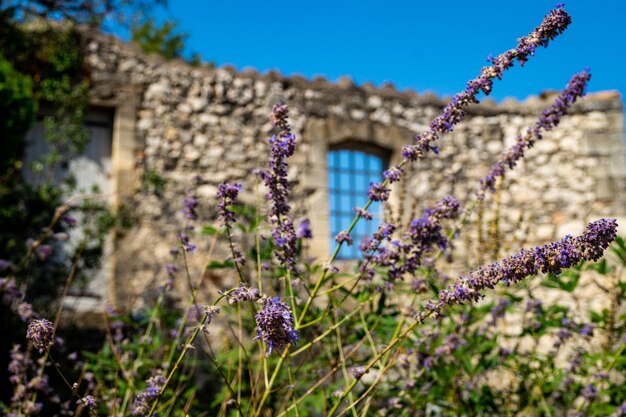 Foto lavendel en la ruina