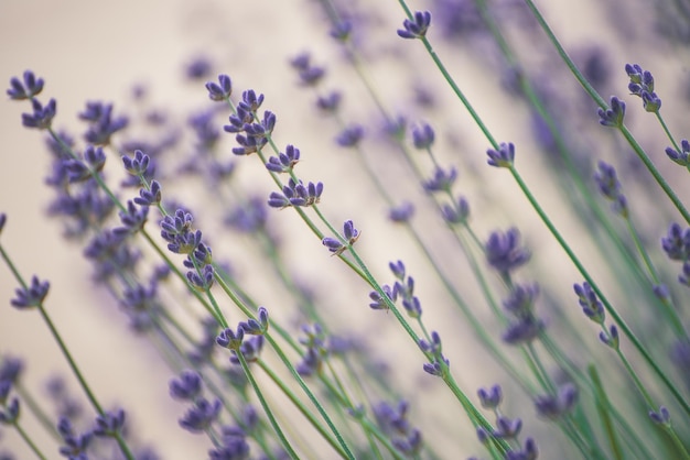 Lavendel schöne Blumen