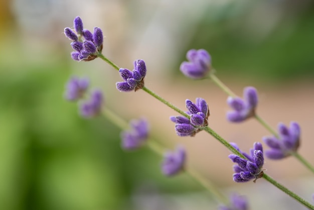 Lavendel schöne Blumen