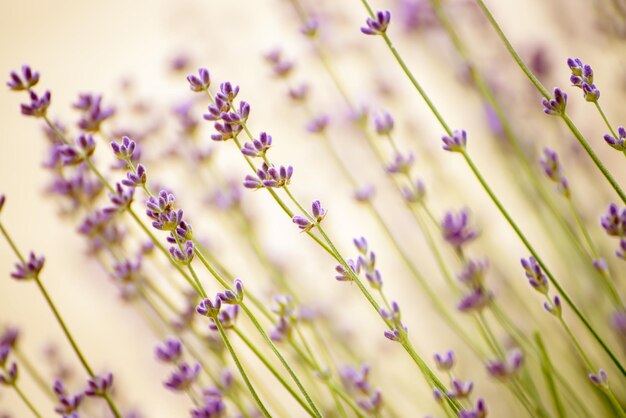 Lavendel schöne Blumen