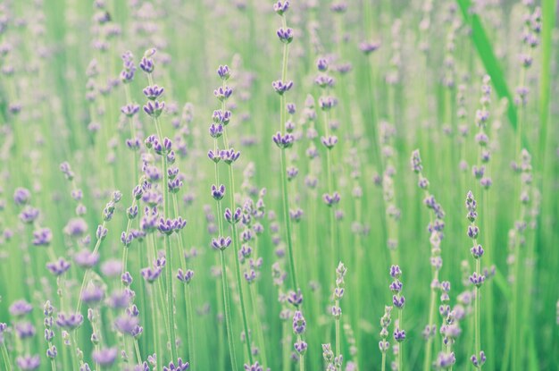 Lavendel schöne Blumen