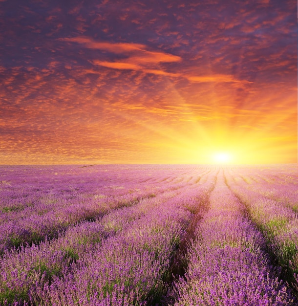 Lavendel schöne Wiese Frühlingszeit Naturzusammensetzung