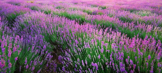 Lavendel Textur.