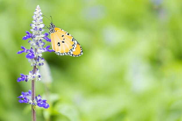 Lavendel und gelber Schmetterling mit grünem Blattnaturhintergrund und Kopienraum rechts