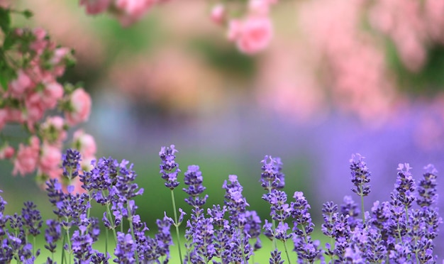 Lavendel- und Rosenbüsche Nahaufnahme Lila Blüten von Lavendel Französische Schlossgärten Weicher Fokus