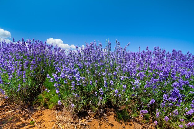 Lavendel vor blauem Himmelshintergrund