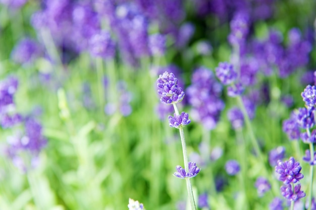 Lavendel zarte violette Blumen Lavendelfeld Gartenarbeit, Pflanzen und Botanik Blumengeschäft Lavendelanbau Close up Büsche von schönem Lavendel Aromatische Blumen Konzept Provence-Stil