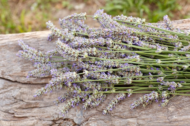 Foto lavendel