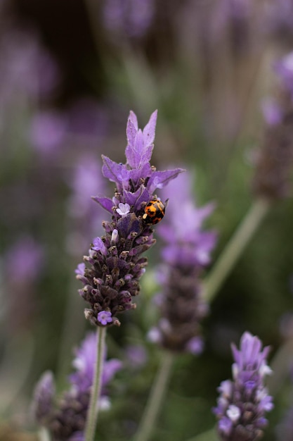 Foto lavendel