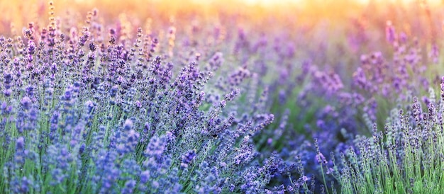 Lavendelblüten abstrakten natürlichen Hintergrund hautnah