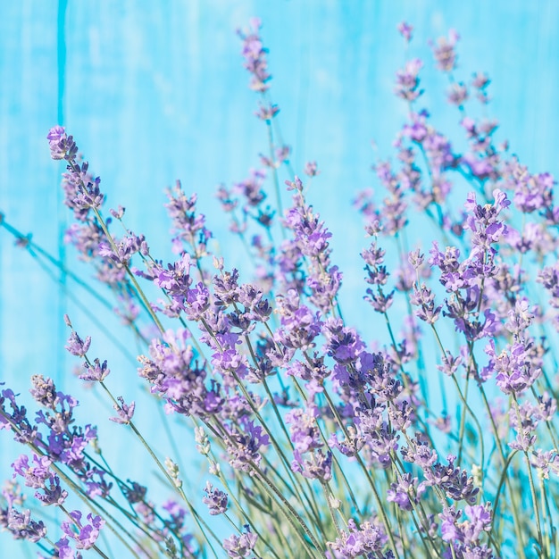 Lavendelblüten auf blauem Holzhintergrund