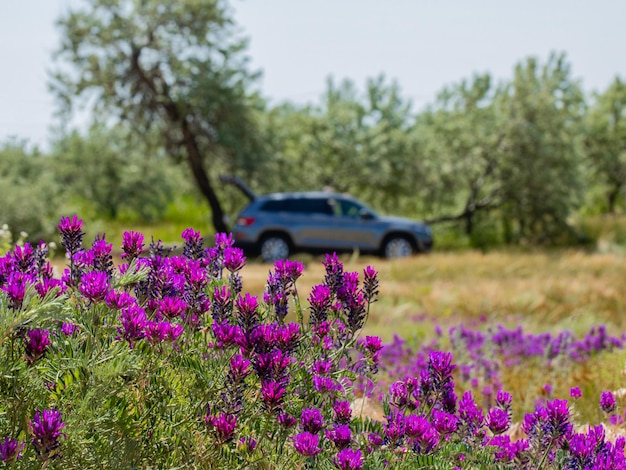 Lavendelblüten auf dem Hintergrund des Autos.