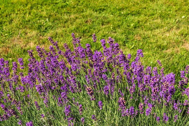 Lavendelblüten auf dem Hintergrund eines grünen Rasens