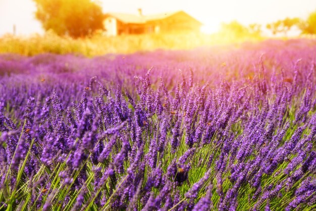 Lavendelblüten auf einem farbenfrohen, sonnigen Feld im Sommer