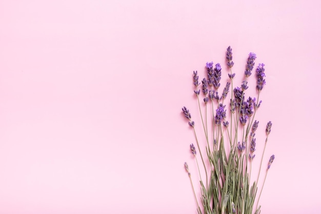 Lavendelblüten auf farbigem Hintergrund Draufsicht Kopieren Sie Platz