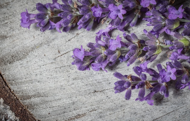 Lavendelblüten auf grauem Hintergrund eines alten Stumpfes