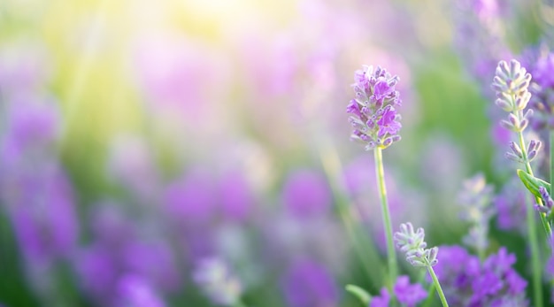 Lavendelblüten auf selektivem Fokus des Sonnenlichts