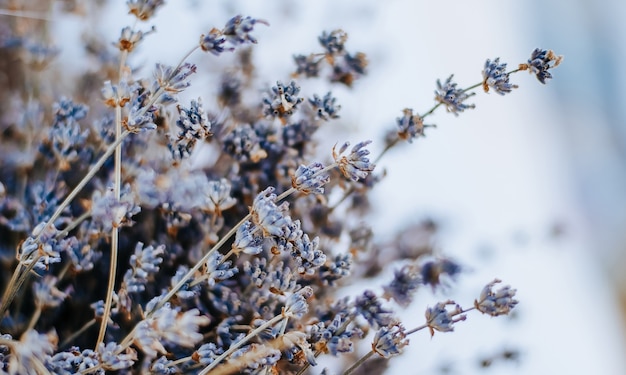 Lavendelblüten auf weißem Hintergrundmodell