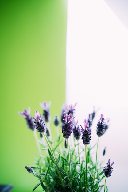 Lavendelblüten auf weißem und grünem Hintergrund