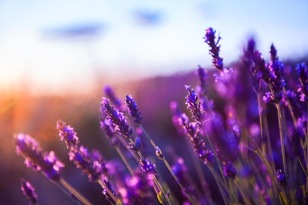 Lavendelblüten bei Sonnenuntergang in der Provence, Frankreich. Makrobild, geringe Schärfentiefe. Schöner Naturhintergrund