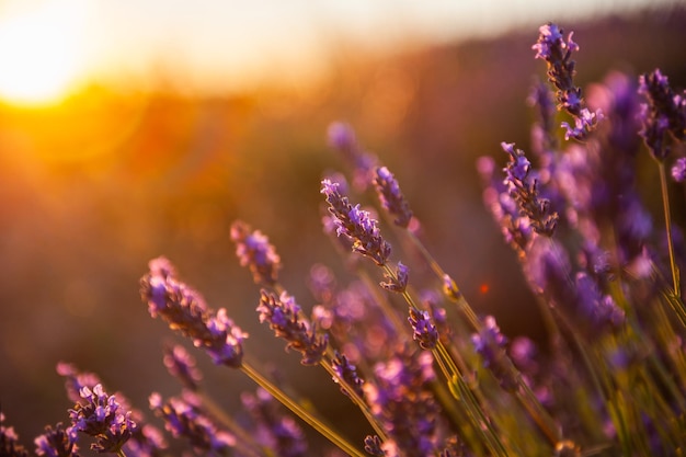 Lavendelblüten bei Sonnenuntergang in der Provence, Frankreich. Makrobild, geringe Schärfentiefe