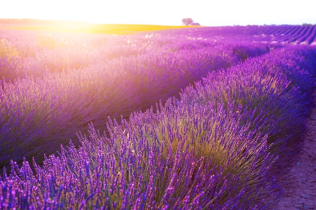 Lavendelblüten bei Sonnenuntergang in der Provence, Frankreich. Schöne Sommerlandschaft