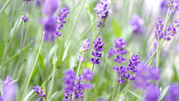 Lavendelblüten blühen, die violette Farbe haben und gut duften, um sich im Sommer zu entspannen