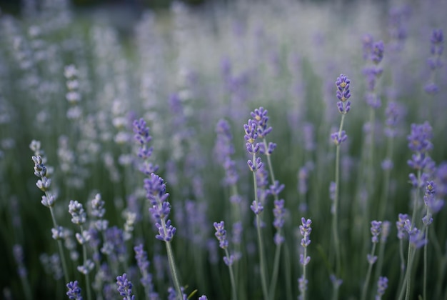 Lavendelblüten im Garten