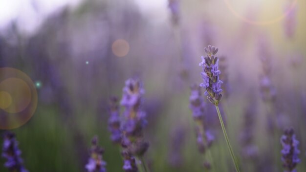 Lavendelblüten lila Farbe und Abendlicht flackern auf die Kamera, die einen Duft zum Entspannen darstellen