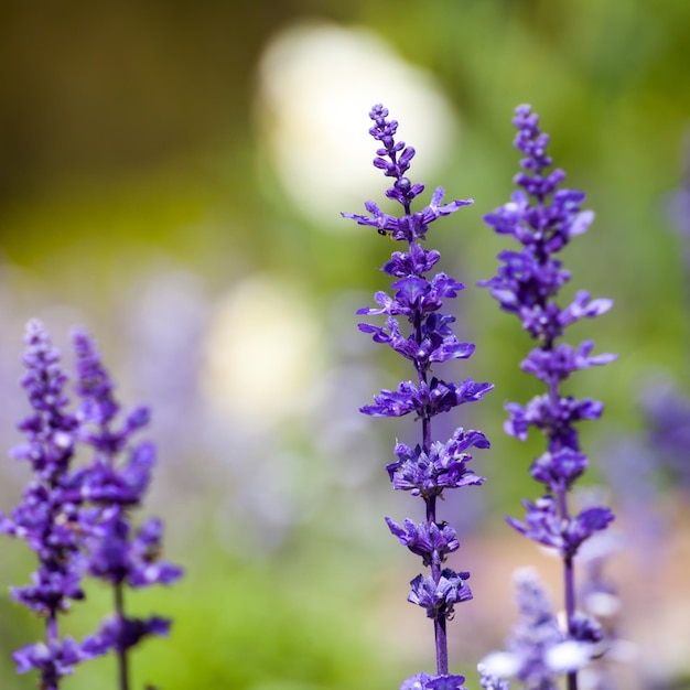 Lavendelblüten Nahaufnahme selektiver Fokus