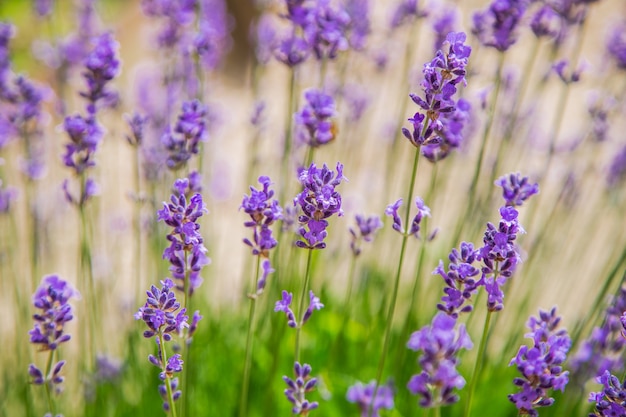 Lavendelblüten sind in Nahaufnahme hellviolett, im Hintergrund. . Foto in hoher Qualität