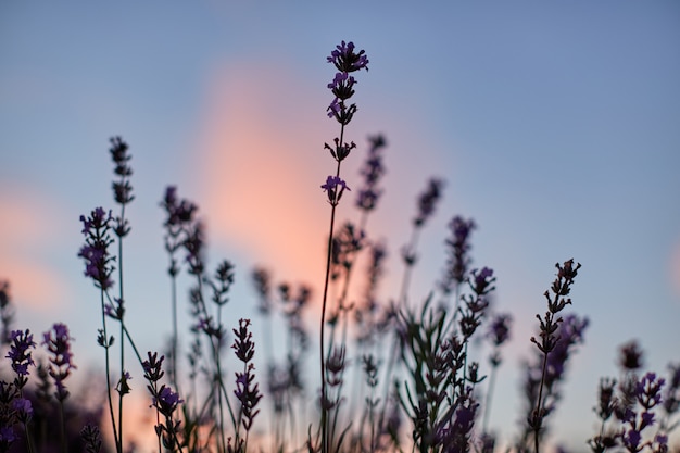 Foto lavendelblüten sonnenuntergang