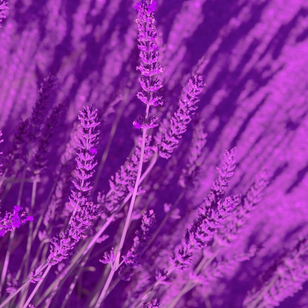Lavendelblüten Tapete Lila ästhetisches Bio-Öko-Natur-Minimalkonzept