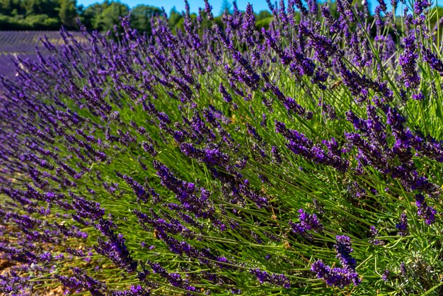 Lavendelblütenhintergrund auf den Gebieten der Provence in Frankreich.