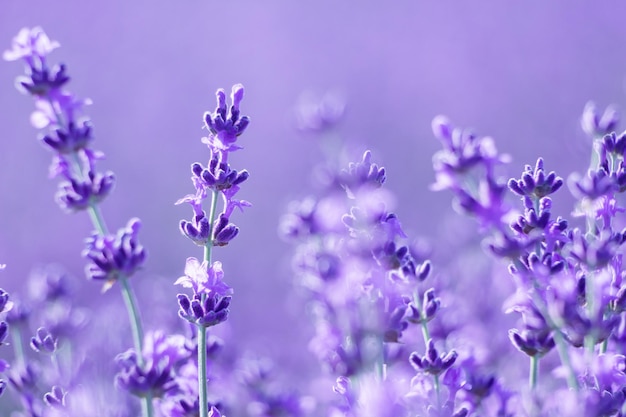 Lavendelblütenhintergrund mit schönen violetten Farben und Bokeh-Lichtern Blühender Lavendel in einem Feld bei Sonnenuntergang in der Provence Frankreich Nahaufnahme Selektiver Fokus