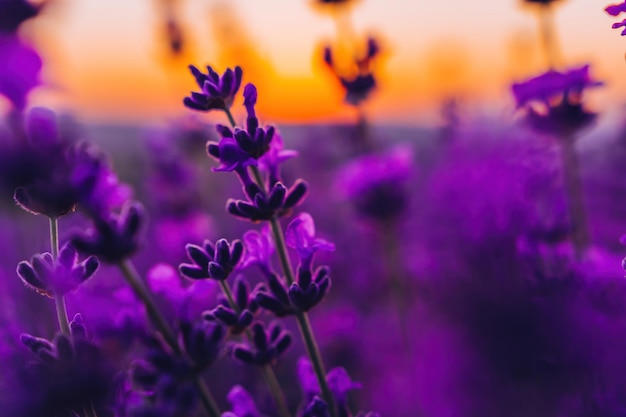 Lavendelblütenhintergrund mit schönen violetten Farben und Bokeh-Lichtern Blühender Lavendel in einem Feld bei Sonnenuntergang in der Provence Frankreich Nahaufnahme Selektiver Fokus