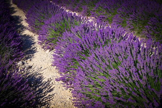 Foto lavendelblume, die duftende felder blüht