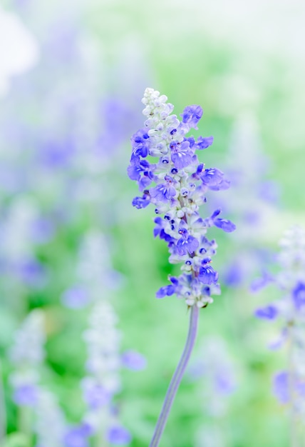 Lavendelblume im Garten,