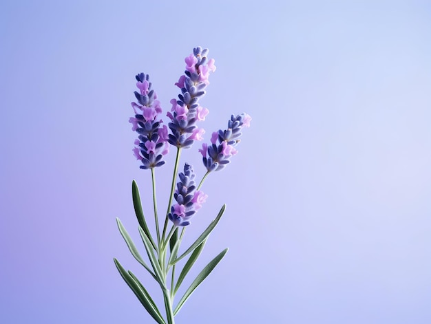 Foto lavendelblume im studio-hintergrund einzelne lavendel blume schöne blumenbilder