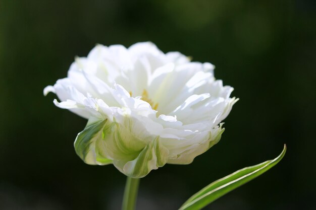 Foto lavendelblume schöne chrysantheme lila tulpe bouquet von schönen rosa tulpen bereit als geschenk für den valentinstag