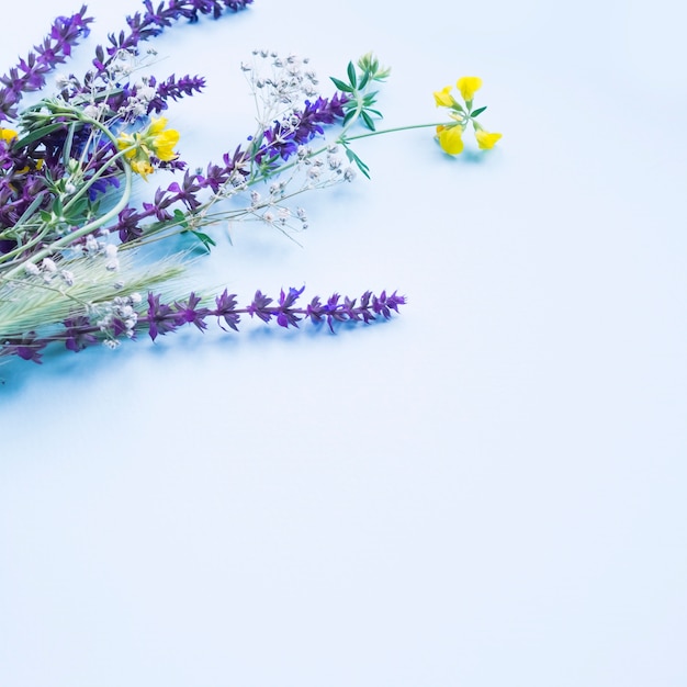 Lavendelblumen auf dem blauen Hintergrund