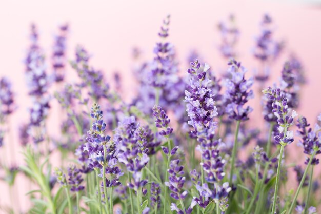 Lavendelblumen auf einem weißen Hintergrund.