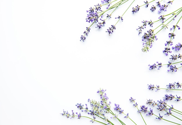 Lavendelblumen auf weißem Hintergrund Flachliegende Blumen oben