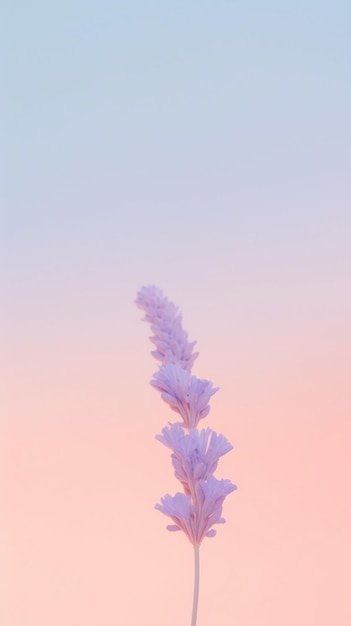 Foto lavendelblumen gegen einen rosa-blauen himmel mit einem weichen fokus-hintergrund