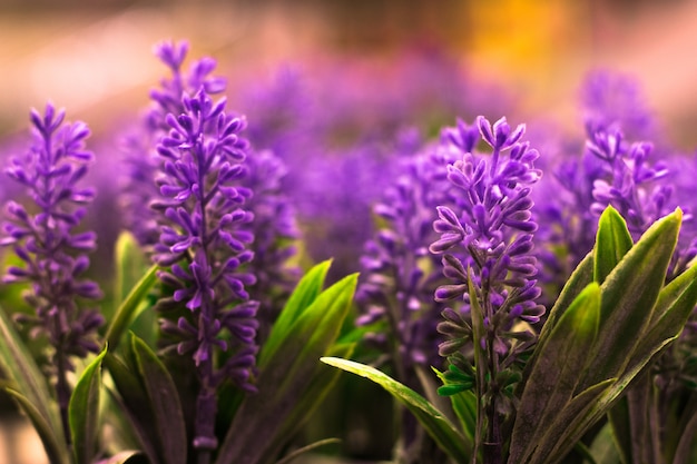 Foto lavendelblumen, pastellfarben und unschärfehintergrund.