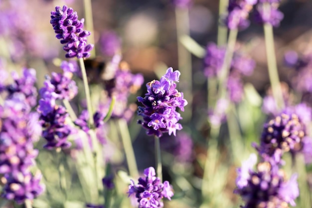 Lavendelblumenfeld Blühend Violett duftende Lavendelblüten Wachsender Lavendel, der im Wind über Sonnenuntergangshimmel schwankt Ernte Parfümzutat Aromatherapie